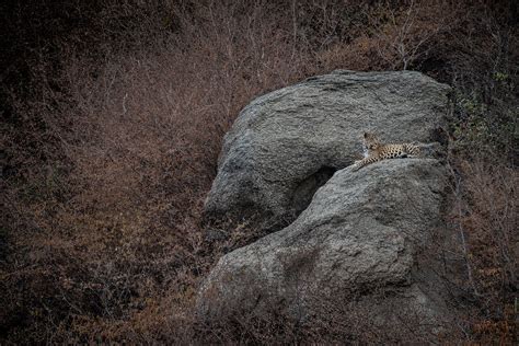 In The Kingdom Of Leopards | Nature inFocus