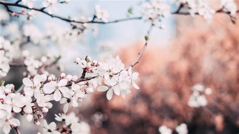 Book Review: Flight Behavior by Barbara Kingsolver - Books That Make You