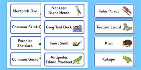 New Zealand Animals Word Cards