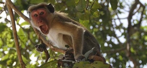 Monkeys In Meerut Run Away With COVID-19 Samples & Leave People Worried ...
