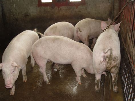 纯种太湖猪特点太湖猪原种猪场图片梅山猪育种中心二花脸母猪养殖场 - 阿里巴巴商友圈