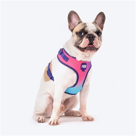 Dash Dog Flow Easy Walk Harness - Pink & Aqua Blue – Heads Up For Tails