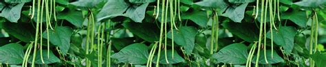 Buy High-Quality Cowpea Seeds Online | Panseeds