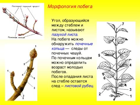 Вегетативные органы растений. Побег