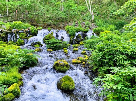 Hokkaido Shibazakura & Tulip Gardens One-Day Tour: Niseko & Mount Yotei ...