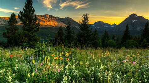 Image result for Nature-Based Optimization Algorithm