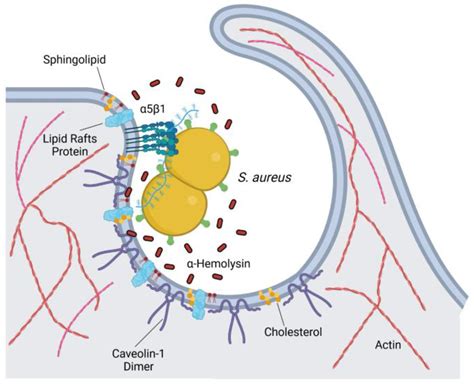Revisiting Pathogen Exploitation of Clathrin-Independent Endocytosis ...
