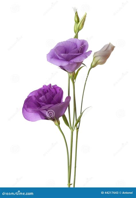 Light purple flowers stock image. Image of harmony, open - 44217643