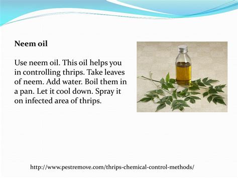 PPT - THRIPS CHEMICAL CONTROL METHODS PowerPoint Presentation, free ...