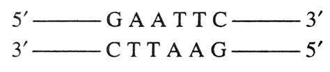What are palindromic nucleotide sequences?