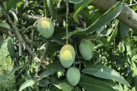 Mango farming in UP: Saharanpur में एक पेड़ पर 121 किस्म के आम! चौंक गए ...
