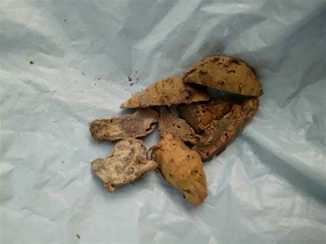 Moira 100 gms Black turmeric Sticks/ Curcuma Caesia/ Kali Haldi for ...