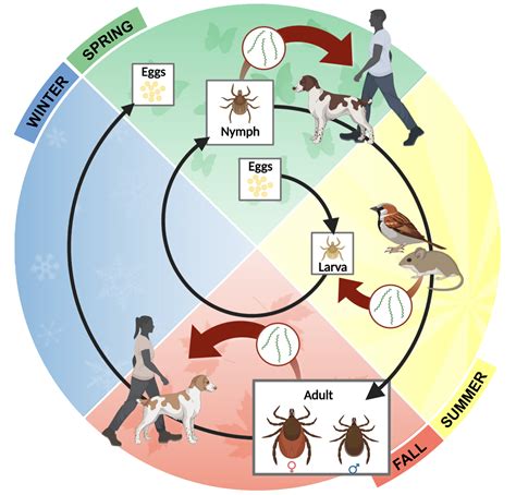 Brock research aims to keep communities safe as tick populations rise ...