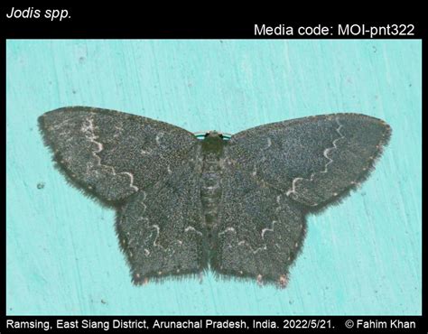 Jodis spp. Hübner, [1823] - | Moths