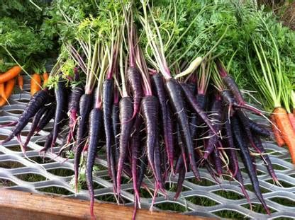 rmd Black Carrot Seed Price in India - Buy rmd Black Carrot Seed online ...