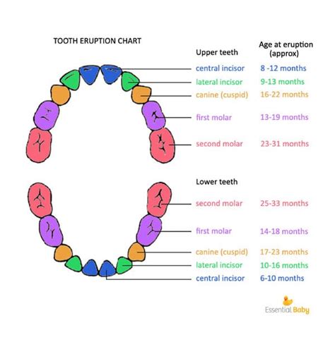 Image result for Tooth Growth Chart