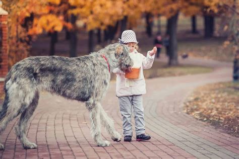 Irish Wolfhound Lifespan and Health Problems - What You Need to Know