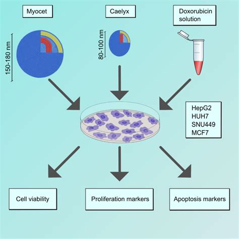 Graphical Abstract Template 的图像结果