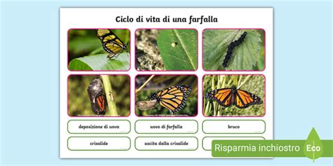 Ciclo della farfalla Ritaglio (teacher made) - Twinkl