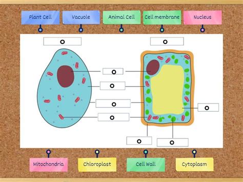 Cells 的图像结果