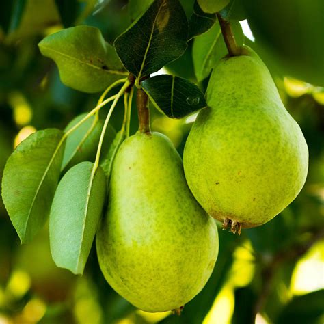 D'Anjou Pear Trees for Sale | FastGrowingTrees.com
