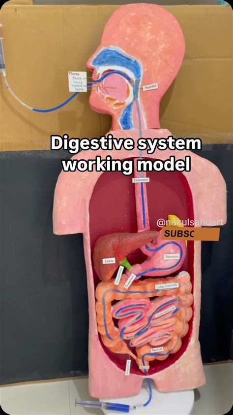 Digestive System 3d Model Digestive System Anatomy App On Amazon