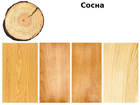 Как отличить кедр от сосны по иголкам, коре, пиломатериалу