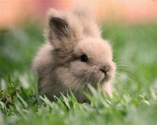 Image result for Cute Rabbit 1342