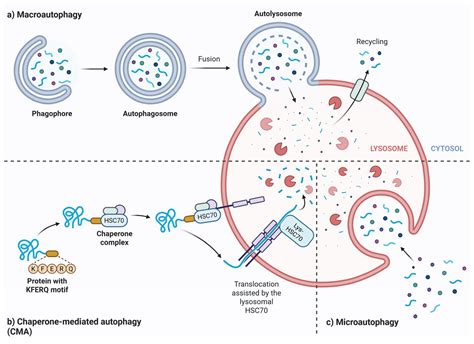 Oxidative Stress, Mitochondrial Quality Control, Autophagy, and ...