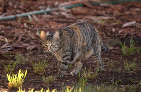 How Long Do Feral Cats Live In The Wild at Numbers Mcleod blog