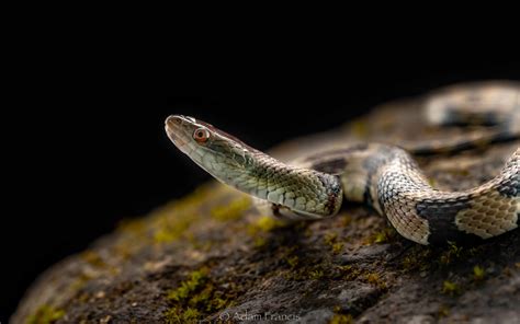 Diamond-backed Water Snake - Trimerodytes aequifasciatus ...