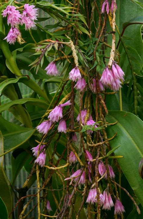 Dendrobium caliculi-mentum | Hortus Botanicus Leiden, Netherlands