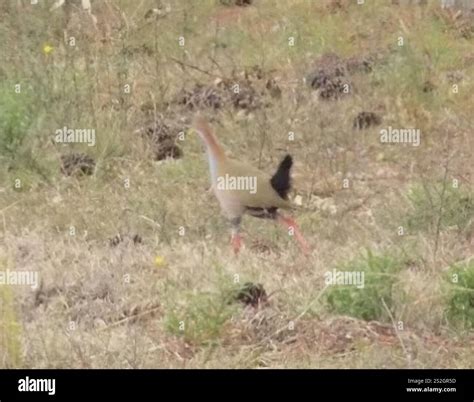 Giant Wood-Rail (Aramides ypecaha Stock Photo - Alamy