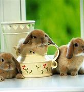 Image result for Cute Bunny Designs