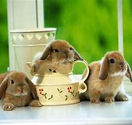 Image result for Cute Bunny in a Cup