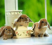 Image result for Cute Bunny Buttons
