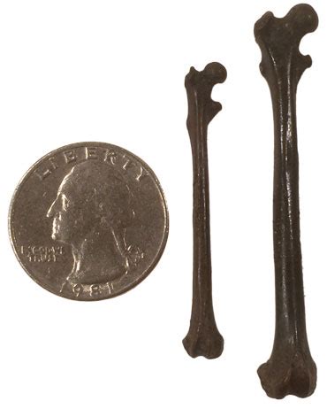 Fossils hint at India’s crucial role in primate evolution