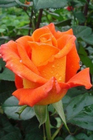 Rose Plant – PlantsKingdom