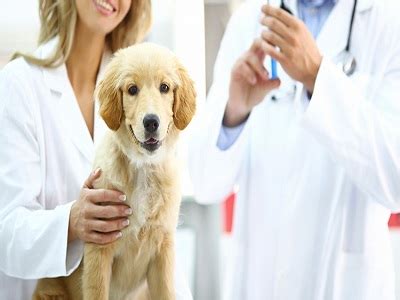 Pet Vaccination Service Bots India