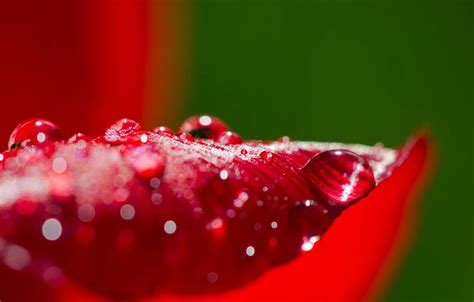 Wallpaper autumn, water, drops, nature, sheet for mobile and desktop ...