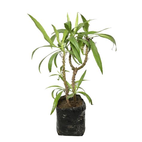 Werneria Plant – ManBhawan Nursery
