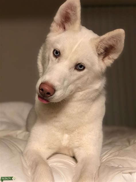 All White Husky