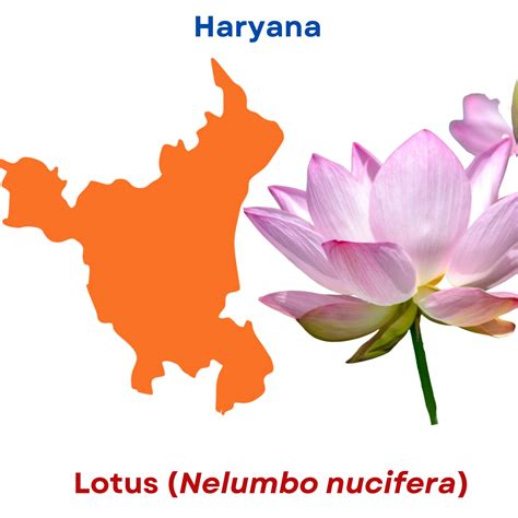 ICAR-Directorate of Floricultural Research