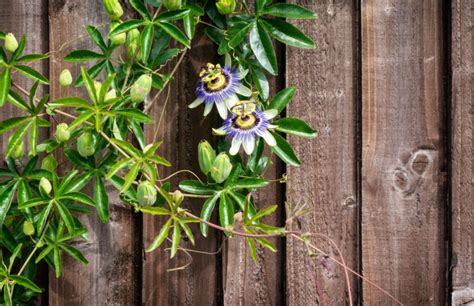 30 Best Indoor Creeper Plants You Can Grow Easily In Home – Abana Homes