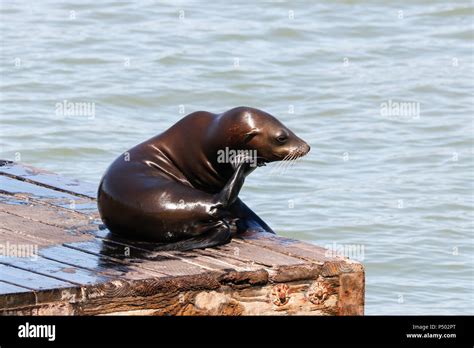 Sea Lion 的图像结果