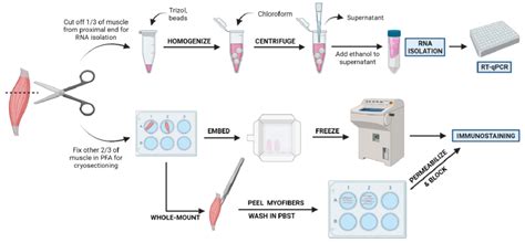 Tissue Processing Protocol 的图像结果