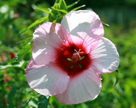 Lady Baltimore Hibiscus moscheutos Heirloom Perennial Live Plant XLarge ...