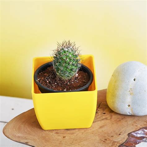 Buy Notocactus rutilans - Cactus Plant online from Nurserylive at ...
