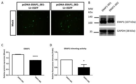 Functional ERAP1 Variants Distinctively Associate with Ankylosing ...