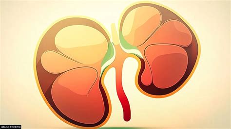 Bengal Shocker: Woman Sells Husband's Kidney for Rs 10 Lakh, Only to ...